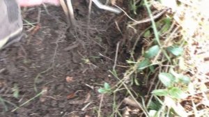 Азимина ,пересадка саженцев. 22