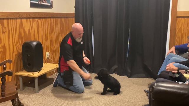 Giant Schnauzer Puppy "Winter" 7 Wks Early Training & Development @ Protection Dog Sales смотреть онлайн