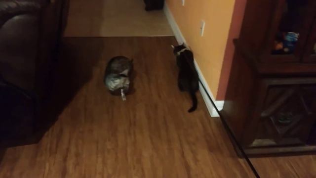 F4 Bengal/Savannah Hybrid And F9 Bengal First Meet