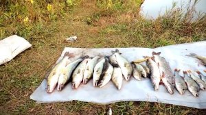 Как сделать перемет на змееголова и сома! Поклёвки огромных хищных рыбин.