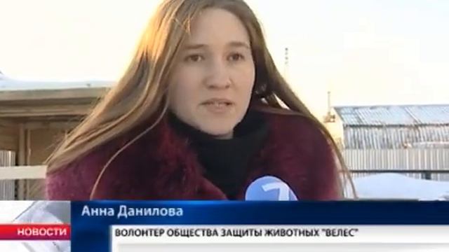 Бездомные собаки замерзают в Вологде смотреть онлайн