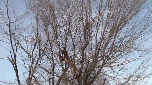 Собака зелезла на дерево за котом