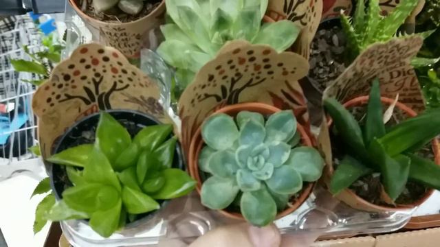 Rosas do deserto,#suculentas e+ #plantas!#flores #decoração #sol#cactos #amigos #vida #paz#viral#lu смотреть онлайн