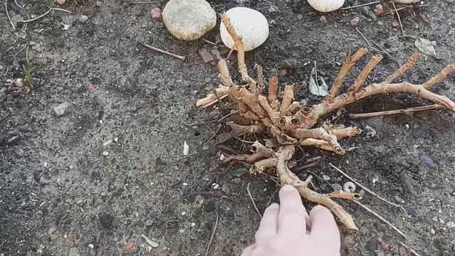 Цитрусовый сад после зимы смотреть онлайн