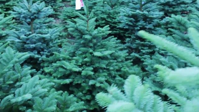 16 364 Пихта Нобилис срезанная 1.25 – 1.50 м. смотреть онлайн