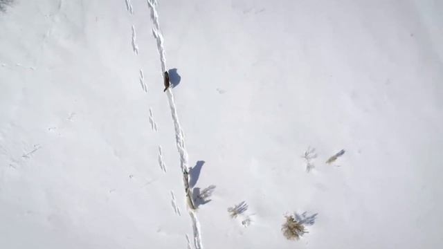 Волк - первый зверь ставший другом. (Теория о приручении и немного мифов) смотреть онлайн