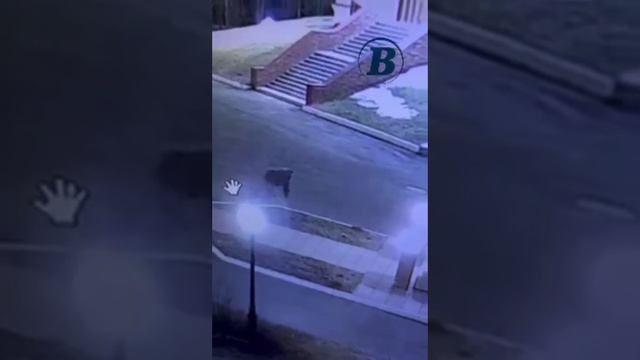 В ХМАО наняли охотника на медведя, который устроил себе экскурсию по городу смотреть онлайн