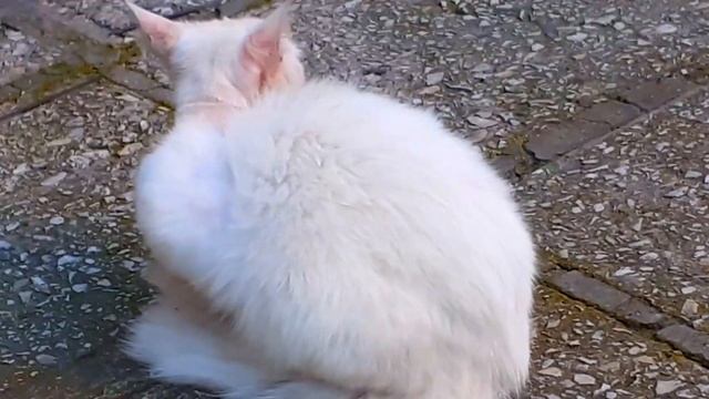 Белый и пушистый котик с голубыми глазами, бездомный недавно, очень ласковый. смотреть онлайн