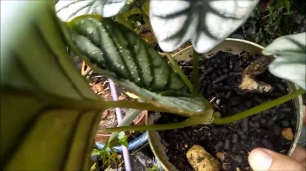 Pteris blumeana variegata