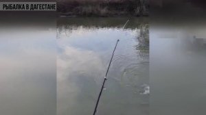 Ловим Кутума на Удочку Рыбалка в Дагестане