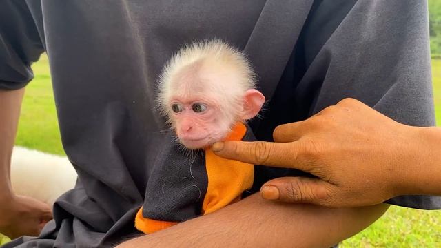 Poodle protects monkey BiBi from strangers смотреть онлайн