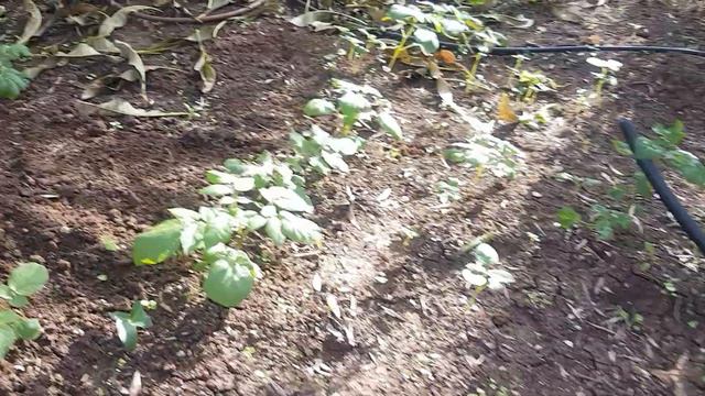 Во саду ли в огороде:Обзор садового участка 9 января 2022 год. смотреть онлайн