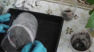 ЧТО ДЕЛАТЬ ,ЕСЛИ РАССАДА ПЕРЦЕВ  ПЕРЕРАСТАЕТ, А ВЫСАЖИВАТЬ НА ПОСТОЯННОЕ  МЕСТО  ЕЩЕ РАНО.