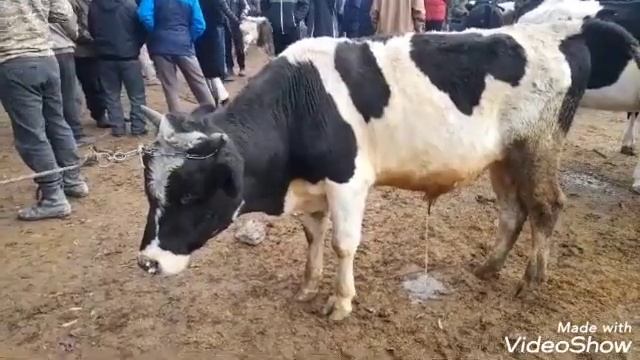 молбозори 1-ум учаска