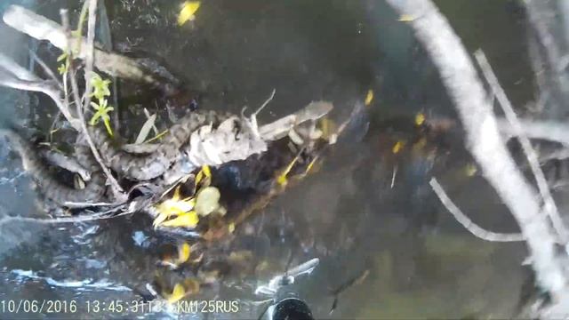 щитомордник смотреть онлайн