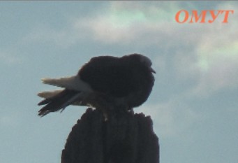 382. ЗНАКИ, КАК ВСЕГДА ЗНАКИ... смотреть онлайн