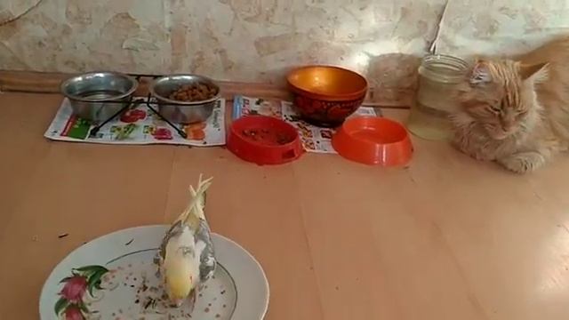 Попугай Корелла Аркаша и кошка Ариша / The bully parrot Arkasha and the cat Arisha смотреть онлайн