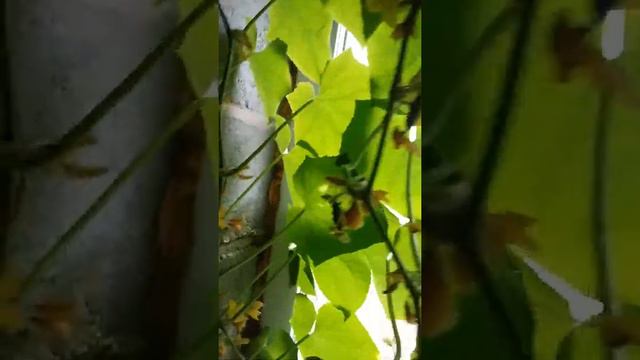 Огурцы в Апреле в домашних условиях смотреть онлайн