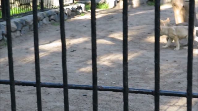 Полярные волчата 14.07.2020 смотреть онлайн