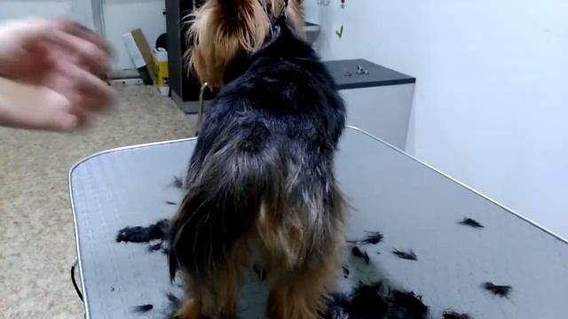 Стрижка собаки йорк машинкой codos cp 9600 смотреть онлайн