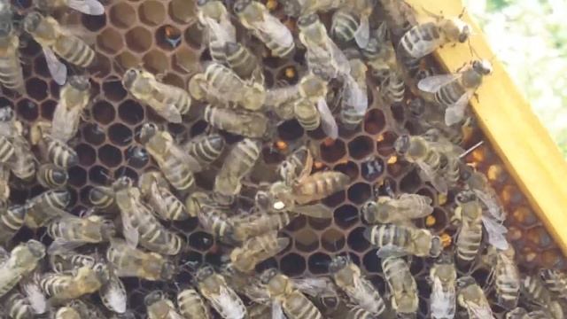 Матка украинской степной из Старой Синявьі происхождением смотреть онлайн