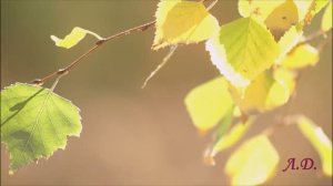 Бах. Аир (воздух) Из оркестровой сюиты № 3, BWV 1068..