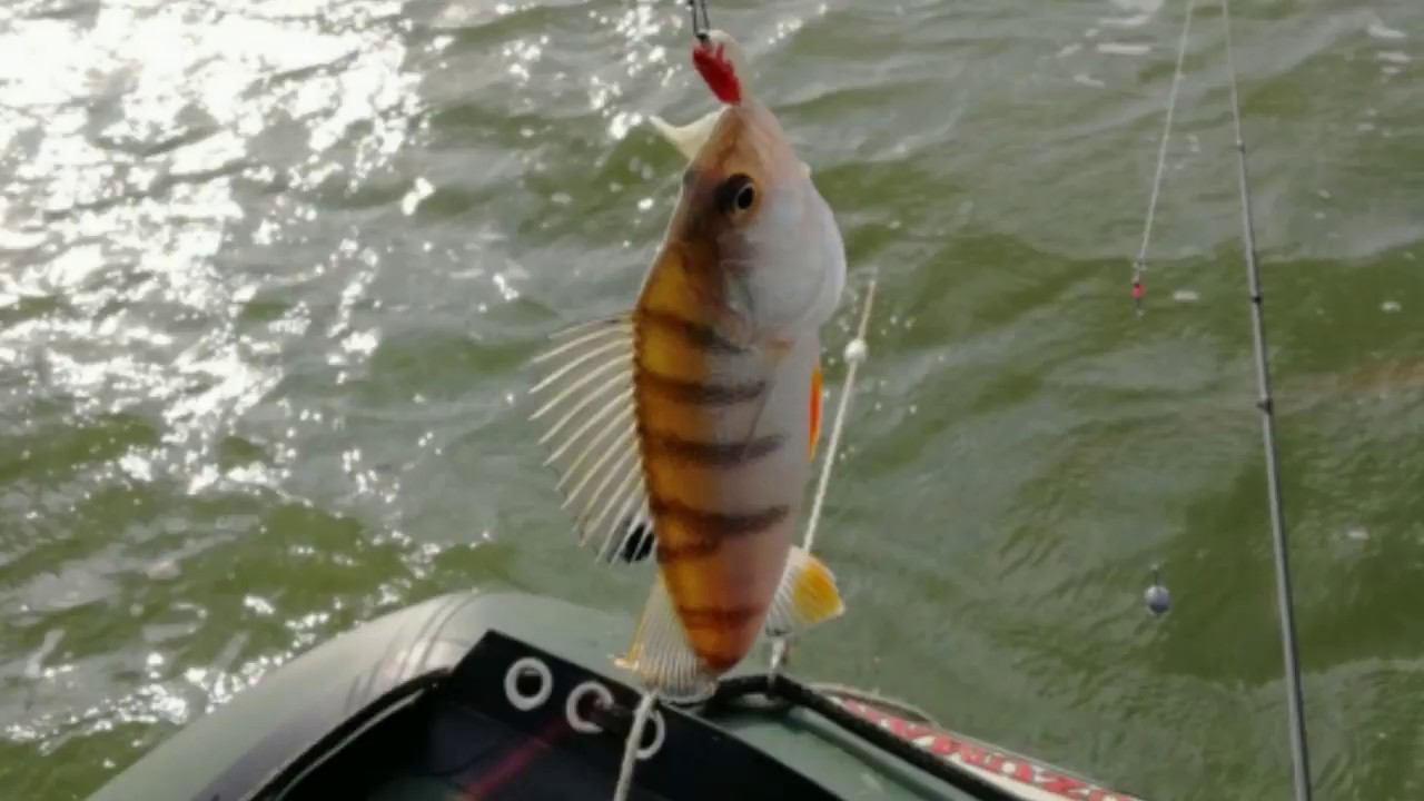 Немного Андреевских окуней. Рыбалка на отводной поводок на озере. #NIK_72 смотреть онлайн