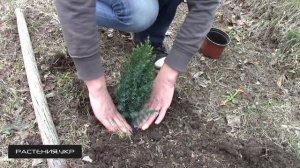 Можжевельник китайский стрикта / можжевельник посадка и уход