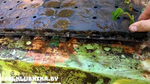 Саженцы клубники Альба в кассете.mp4 смотреть онлайн