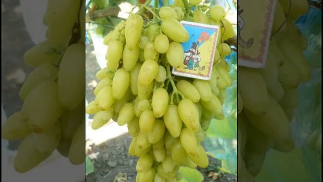 ВИНОГРАД СТОЛЕТИЕ смотреть онлайн