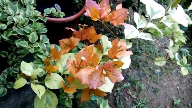 BOUGAINVILLEA ID: NEWSPAPER смотреть онлайн