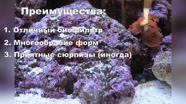 Живые камни в морском аквариуме смотреть онлайн