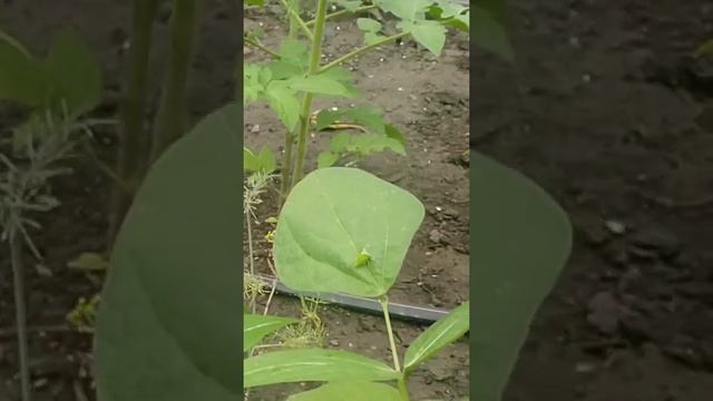 крошка Богомол и казявка смотреть онлайн