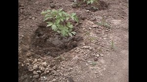 Посадка томатов "Медовая капля" !