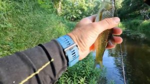 Ловим головля и окуня на малой реке. Клюнул огромный лещ на спиннинг. Очень красивая и рыбная речка.