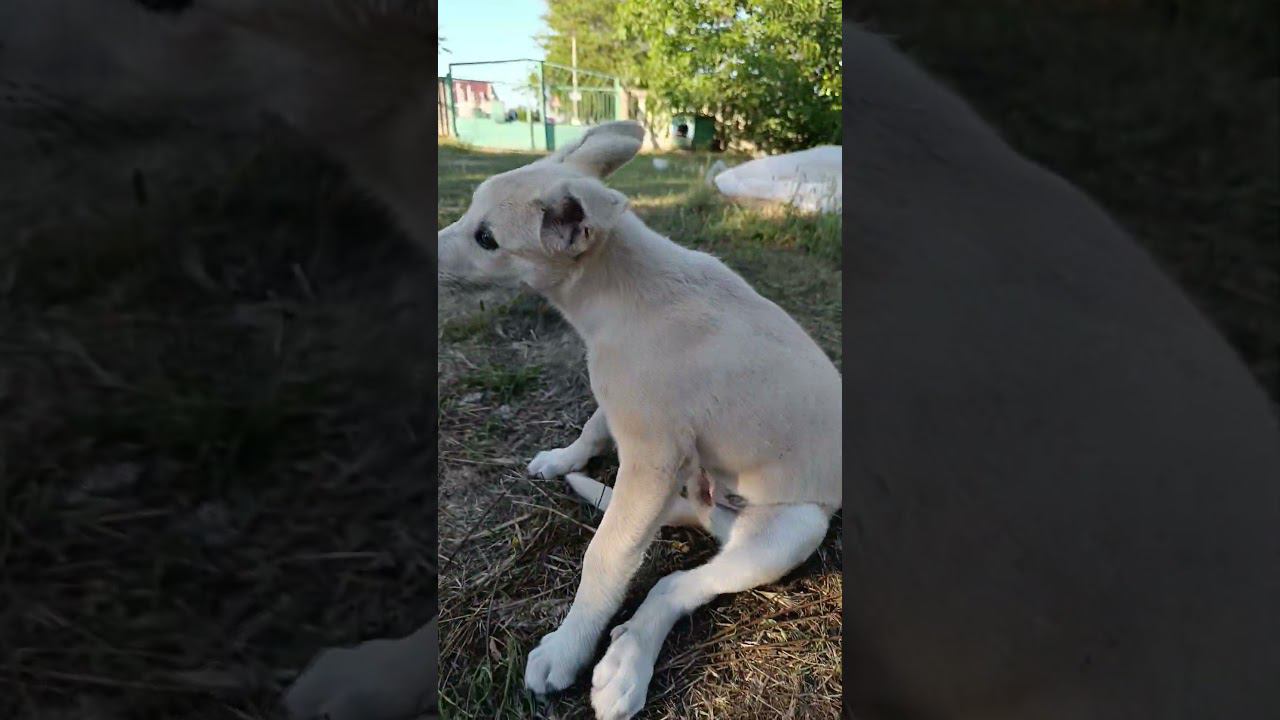 Vesta Centipede #animals #dog #village смотреть онлайн