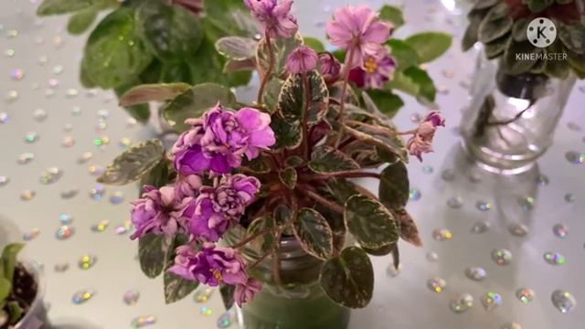 Самый БЫСТРЫЙ СПОСОБ размножения фиалок. Мастер-класс смотреть онлайн