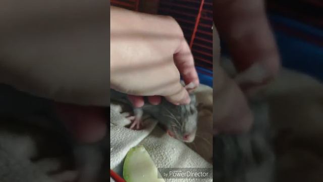Ласковый крыс Кумыс Дрёма смотреть онлайн