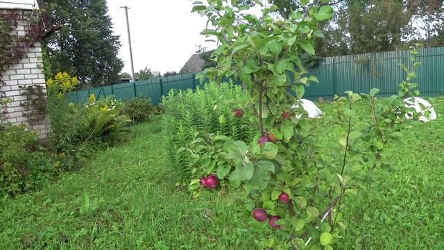 Эксперимент с виноградом! Небольшая экскурсия по саду! Виноград на Северо-Западе России! смотреть онлайн