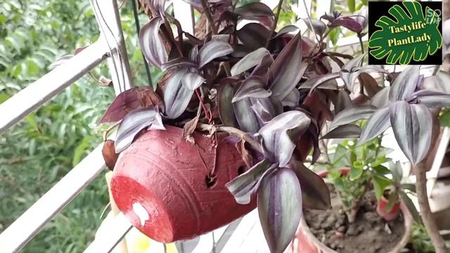 Best summer plants propagation & make 100s of plants for free смотреть онлайн