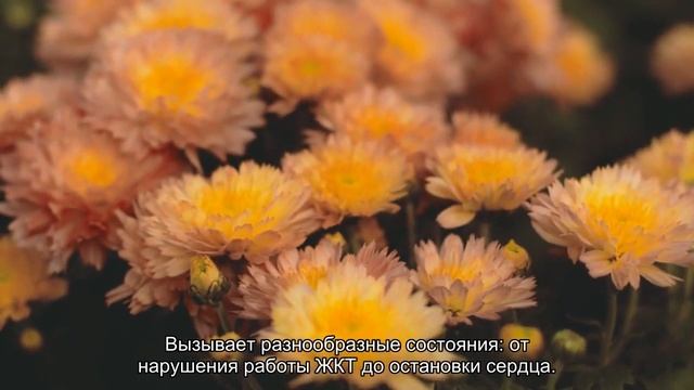 Осторожно: цветок! Или Какие комнатные растения опасны для кошек смотреть онлайн