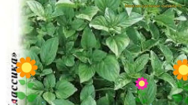 Базилик Зеленый лайм (Базилик). Краткий обзор, описание характеристик, где купить семена ocimum смотреть онлайн