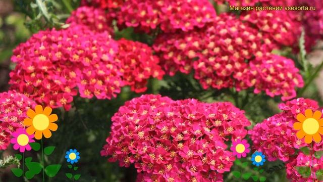 Тысячелистник обыкновенный Помгранат. Краткий обзор, описание achillea millefolium Pomegranate смотреть онлайн
