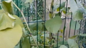 ДОЛИХОС.И ИТОГ моего опыта за сезон 2021 года.