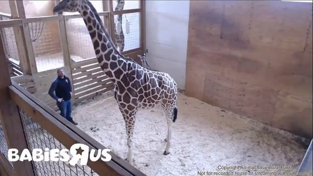 Update 04 21 17 , Jordan Patch cleaning & Try talking to the giraffe animal adventure park смотреть онлайн