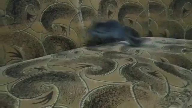 Что же вытворяет эта шиншила?