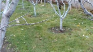 Как влияет Бордосская жидкость на газонную траву и др. растения. ПДК химических элементов в грунте.