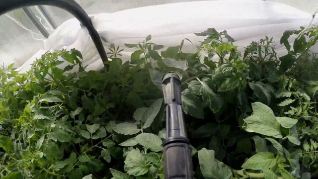 когда и чем обработать томаты от фитофторы и совместить это с подкормкой смотреть онлайн