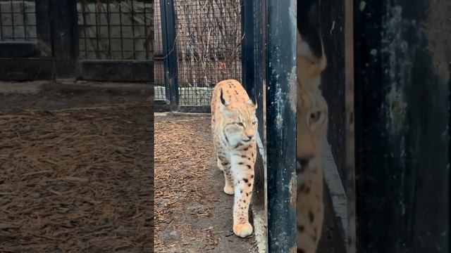 #дети #зоопарк #развлечения #семья#распаковка смотреть онлайн