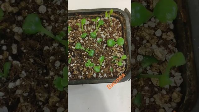 Дегремона или Бриофиллум - все равно посажу! смотреть онлайн